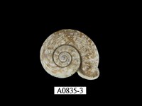 藏品(扁山蝸牛)的圖片